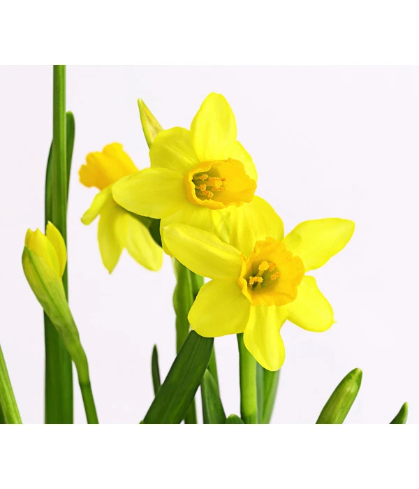 Narzissen 'Tête à Tête' In Birkentopf, Ca. Ø11 Cm 7 Narzissen 'Tête à Tête' In Birkentopf, Ca. Ø11 Cm – Bild 5