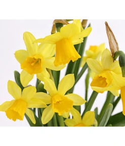 Narzissen 'Tête à Tête' In Seil-Korb, Ca. Ø26/H20 Cm 11 Narzissen 'Tête à Tête' In Seil-Korb, Ca. Ø26/H20 Cm -Ecopots Garten Geschaft 8663122 WE DE 008 Narzisse