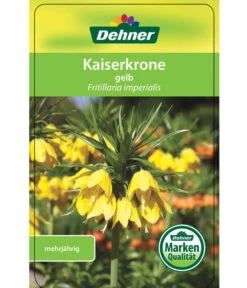 Kaiserkrone 10 Kaiserkrone -Ecopots Garten Geschaft 8664674 KaiserkroneLutea Etikett 01