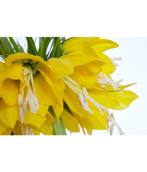 Kaiserkrone 4 Kaiserkrone – Bild 2