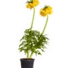 Kaiserkrone 1 Kaiserkrone -Ecopots Garten Geschaft 8664674 PR FS 001 KaiserkroneFritillariaLuteaT14DehnerExpressZS