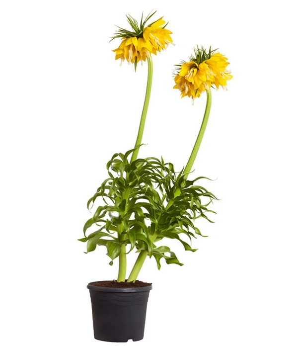 Kaiserkrone 3 Kaiserkrone