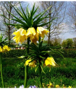 Kaiserkrone 9 Kaiserkrone -Ecopots Garten Geschaft 8664676 WE MO 001 KaiserkroneGelbPixabay