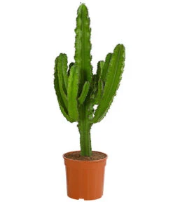 Kaktus-Wolfsmilch - Euphorbia Ingens