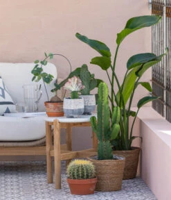 Kaktus-Wolfsmilch - Euphorbia Ingens 7 Kaktus-Wolfsmilch - Euphorbia Ingens -Ecopots Garten Geschaft 8673246 WE MO 001 KaktusWolfsmilchEuphorbiaIngens