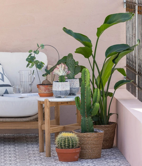 Kaktus-Wolfsmilch - Euphorbia Ingens 5 Kaktus-Wolfsmilch - Euphorbia Ingens – Bild 3