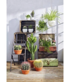 Ferokaktus - Ferocactus Stainesii 9 Ferokaktus - Ferocactus Stainesii -Ecopots Garten Geschaft 8674533 PR MO 001 KakteenSukkulentenGC12