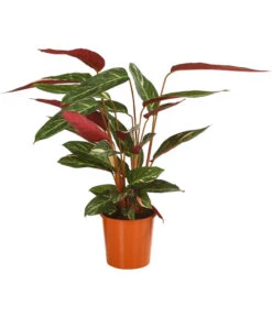 Korbmarante - Calathea Sanguinea 'Magicstar'