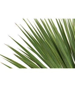 Blaublättrige Palmlilie 7 Blaublättrige Palmlilie -Ecopots Garten Geschaft 8684920 WE DE 001 YuccaRostrataBlaueYuccaPalmlilieT28