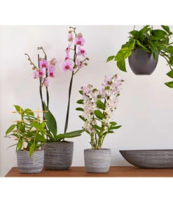 Efeutute - Epipremnum Aureum 'Torro', Ampel -Ecopots Garten Geschaft 8687071 PR MO 002 8687063 8250045 8660045 DendrobiumUveSauer