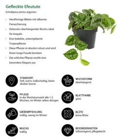 Gefleckte Efeutute - Scindapsus Pictus 7 Gefleckte Efeutute - Scindapsus Pictus -Ecopots Garten Geschaft 8689127 WE IG 001 GefleckteEfeutute