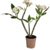 Frangipani - Plumeria Alba 1 Frangipani - Plumeria Alba -Ecopots Garten Geschaft 8691180 WE FS 001 PlumeriaT18MixOstroFrangipani