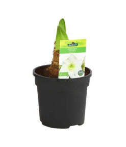 Amaryllis - Hippeastrum-Hybride -Ecopots Garten Geschaft 8700809 PR FS 004 HippeastrumArcticWithe2TrDehnerExpressHerzig