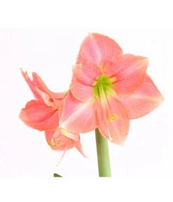 Amaryllis - Hippeastrum-Hybride -Ecopots Garten Geschaft 8700809 WE DE 001 AmaryllisHippeastrumMultifloraRittersternT17DehnerExpressHerzigOW