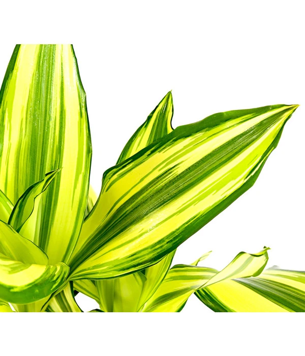 Drachenbaum - Dracaena Fragrans 'Yellow Coast' 4 Drachenbaum - Dracaena Fragrans 'Yellow Coast' – Bild 2