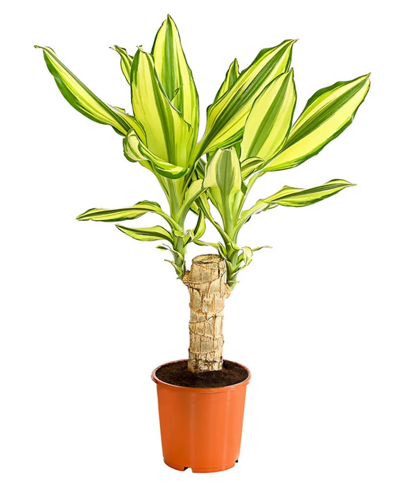 Drachenbaum - Dracaena Fragrans 'Yellow Coast' 3 Drachenbaum - Dracaena Fragrans 'Yellow Coast'