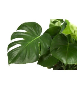 Fensterblatt - Monstera Deliciosa -Ecopots Garten Geschaft 8710436 WE DE 001 MonsteraDeliciosaBuschT27