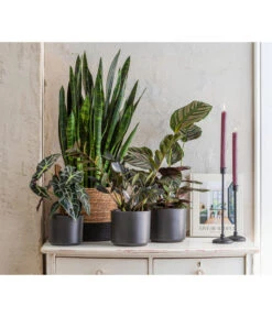 Dehner Seegras-Korb Rob, Rund, Braun/schwarz -Ecopots Garten Geschaft 8721680 3816550 3816576 6904783 4495826 8506412 8201253 8201261 WE MO 001 SansevieriaBlackCoralT17TopfNeleKorbRob