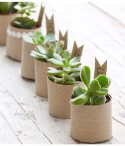 Mini Sukkulenten, Verschiedene Sorten 7 Mini Sukkulenten, Verschiedene Sorten -Ecopots Garten Geschaft 8722514 PR MO 006 Sukkulenten