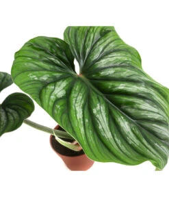Baumfreund - Philodendron Plowmanii -Ecopots Garten Geschaft 8723546 WE DE 001 PhilodendronPlowmaniiT15