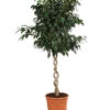Birkenfeige - Ficus Benjamina 'Danielle' -Ecopots Garten Geschaft 8729386 WE FS 001 FicusDanielleDoppelspiraleT26