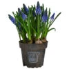 Traubenhyazinthe Im Pottburri®-Topf -Ecopots Garten Geschaft 8732711 WE FS 001 MuscariBlauPottburriTraubenhyazintheT12cm