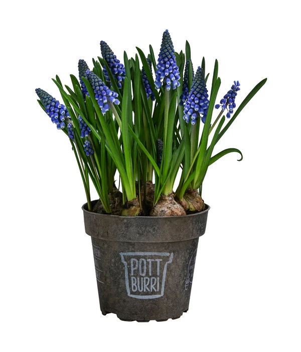 Traubenhyazinthe Im Pottburri®-Topf 3 Traubenhyazinthe Im Pottburri®-Topf