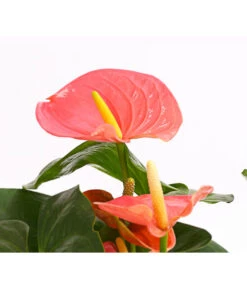 Große Flamingoblume - Anthurium Andreanum 'Adios', Verschiedene Sorten -Ecopots Garten Geschaft 8736266 WE DE 001 AnthurieAnthuriumAdios5FarbmixT17DehnerExpressHerzig