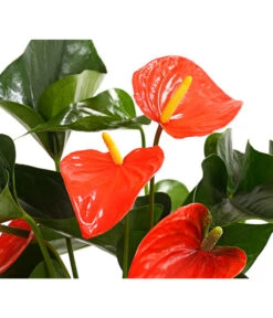 Große Flamingoblume - Anthurium Andreanum 'Adios', Verschiedene Sorten -Ecopots Garten Geschaft 8736266 WE DE 002 AnthurieAnthuriumAdios5FarbmixT17DehnerExpressHerzig