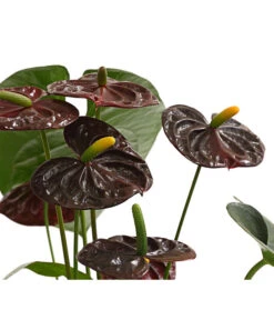 Große Flamingoblume - Anthurium Andreanum 'Adios', Verschiedene Sorten -Ecopots Garten Geschaft 8736266 WE DE 003 AnthurieAnthuriumAdios5FarbmixT17DehnerExpressHerzig