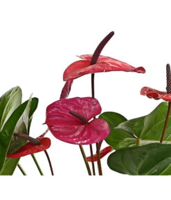 Große Flamingoblume - Anthurium Andreanum 'Adios', Verschiedene Sorten -Ecopots Garten Geschaft 8736266 WE DE 004 AnthurieAnthuriumAdios5FarbmixT17DehnerExpressHerzig