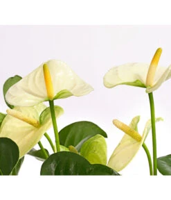 Große Flamingoblume - Anthurium Andreanum 'Adios', Verschiedene Sorten -Ecopots Garten Geschaft 8736266 WE DE 005 AnthurieAnthuriumAdios5FarbmixT17DehnerExpressHerzig