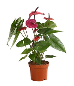 Große Flamingoblume - Anthurium Andreanum 'Adios', Verschiedene Sorten -Ecopots Garten Geschaft 8736266 WE FS 004 AnthurieAnthuriumAdios5FarbmixT17DehnerExpressHerzig