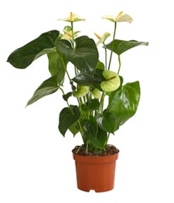 Große Flamingoblume - Anthurium Andreanum 'Adios', Verschiedene Sorten -Ecopots Garten Geschaft 8736266 WE FS 005 AnthurieAnthuriumAdios5FarbmixT17DehnerExpressHerzig