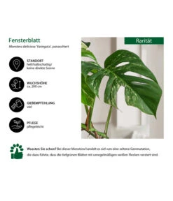 Fensterblatt - Monstera Deliciosa 'Variegata', Panaschiert 9 Fensterblatt - Monstera Deliciosa 'Variegata', Panaschiert -Ecopots Garten Geschaft 8742181 WE IG 001 FensterblattMonsteraVariegata