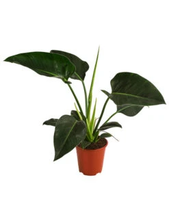 Baumfreund - Philodendron 'Congo Millions'