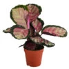 Korbmarante - Calathea Roseopicta 'Silvia' -Ecopots Garten Geschaft 8742256 WE FS 001 CalatheaSilviaT12