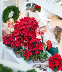 Amaryllis - Hippeastrum-Hybride -Ecopots Garten Geschaft 874704 WE MO 001 WeihnachtsblueherRot