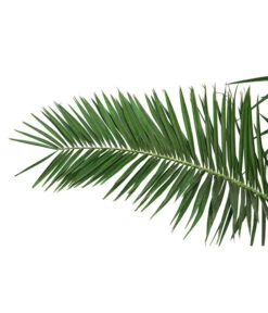 XXL Kanarische Dattelpalme, Ca. 170 Cm -Ecopots Garten Geschaft 8753063 PR DE 001 XXLKanarischeDattelpalme70L