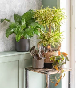 Dehner Seegras-Korb Rob, Rund, Braun/schwarz -Ecopots Garten Geschaft 875841 WE MO 001 DracaenaSongofIndiaT24AutumnLeaf 1