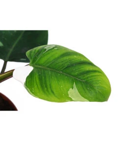 Baumfreund - Philodendron 'White Princess' -Ecopots Garten Geschaft 8763815 WE DE 001 PhilodendronWhitePrincessT17