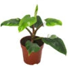 Baumfreund - Philodendron 'White Princess' -Ecopots Garten Geschaft 8763815 WE FS 001 PhilodendronWhitePrincessT17