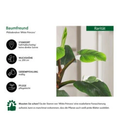 Baumfreund - Philodendron 'White Princess' -Ecopots Garten Geschaft 8763815 WE IG 002 BaumfreundPhilodendronWhitePrincess