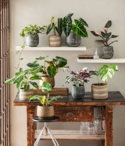 Ecopots Garten Geschaft -Ecopots Garten Geschaft 8765224 WE MO 002 PhilodendronVerrucosum 1