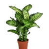 Dieffenbachie - Dieffenbachia Seguine 'Maroba'