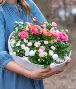 Beet- & Balkonpflanzen-Set Traum In Rosa, 6-teilig 18 Beet- & Balkonpflanzen-Set Traum In Rosa, 6-teilig -Ecopots Garten Geschaft 8800039 WE MO 001 BeetBalkonSetTrauminRosa