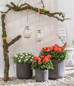 Margerite, Weiß -Ecopots Garten Geschaft 8803660 8813206 WE MO 001 MargeriteWeiss GeranieOrange GC05 2022 01