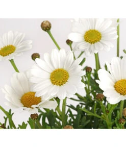 Margerite, Weiß -Ecopots Garten Geschaft 8803660 PR DE 001 MargeritenWeissT11DehnerExpressHerzig