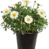 Margerite, Weiß 1 Margerite, Weiß -Ecopots Garten Geschaft 8803660 PR FS 001 MargeritenWeissT11DehnerExpressZS