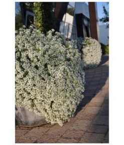 Duftsteinrich 9 Duftsteinrich -Ecopots Garten Geschaft 8803777 WE MO 002 LobulariaSnowPrincessStefanGloede
